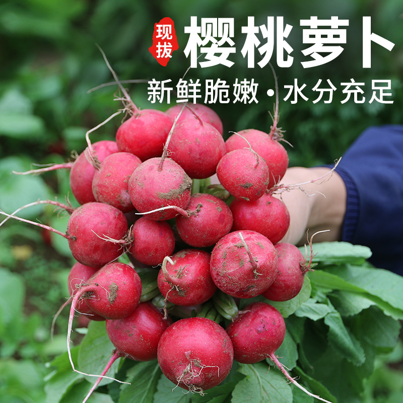 密农人家新鲜樱桃萝卜水嫩爽口