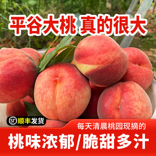 平谷水蜜桃脆甜可口每日现摘