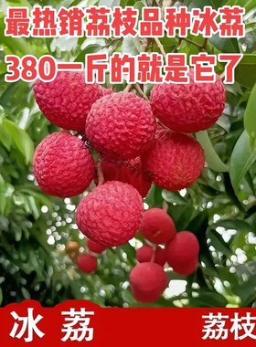 荔枝树苗嫁接荔枝苗冰荔先进奉