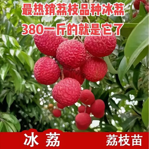 荔枝树苗嫁接荔枝苗冰荔先进奉