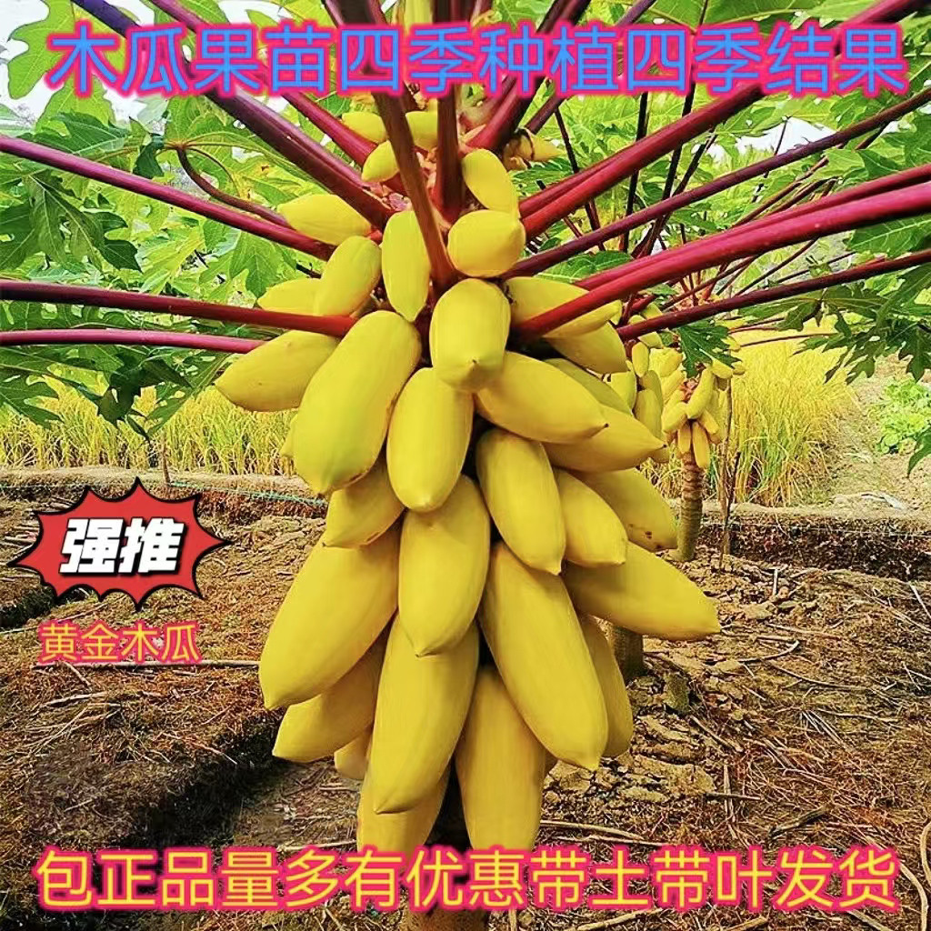 木瓜苗树雷州冰糖牛奶红肉木瓜大青水果黄金矮化木瓜苗四季种植