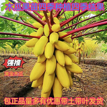木瓜苗树雷州冰糖牛奶红肉木瓜大青水果黄金矮化木瓜苗四季种植