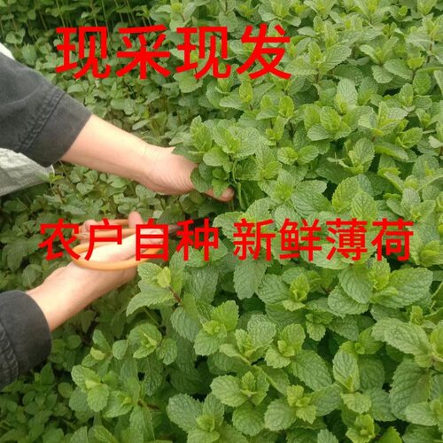 农家自种新鲜薄荷现摘现发清热解暑泡茶调酒食用留兰香辅料薄荷