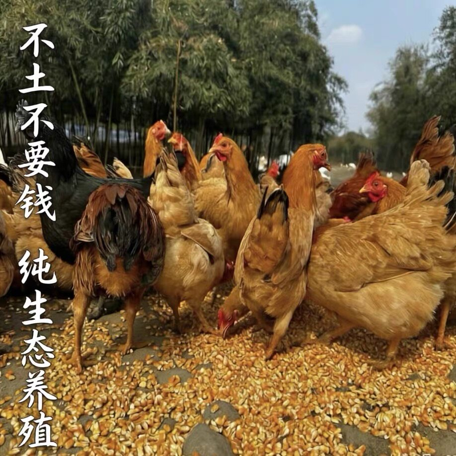 农村散养老母鸡三年公鸡