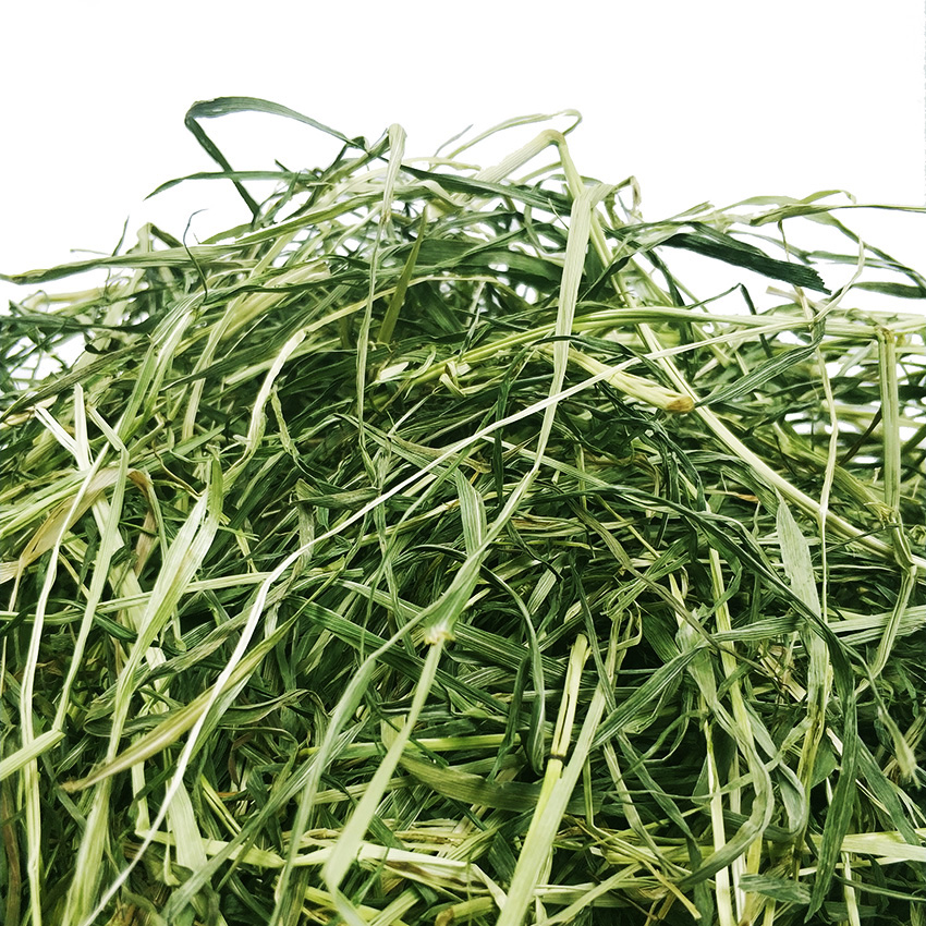 静静2024雪山提摩西草纯草兔粮