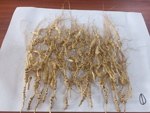 长白山人参林下参籽货高龄残参