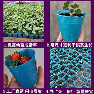育苗杯塑料优防老化草莓育苗袋育苗盆育苗袋育秧碗塑料蓝色营养钵
