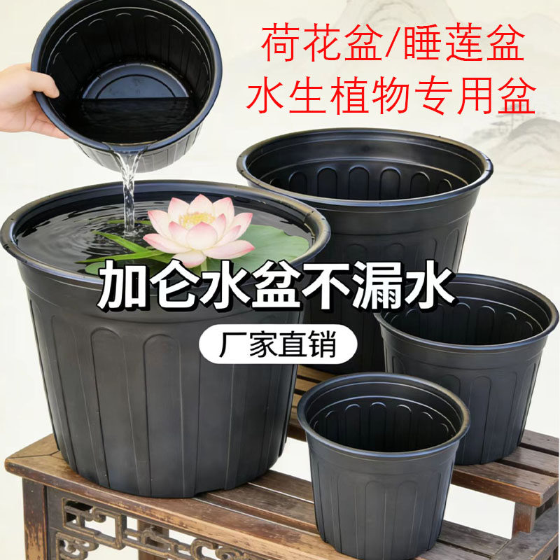 加厚无孔不漏水大号水培营养杯荷图片