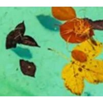 Inline Pool Leaf Canister Leaf Trap with 5 Skimmer Socks