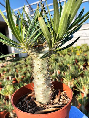 象牙宫棒槌属办公室阳台趣味新奇子播实生盆栽绿植吉祥园