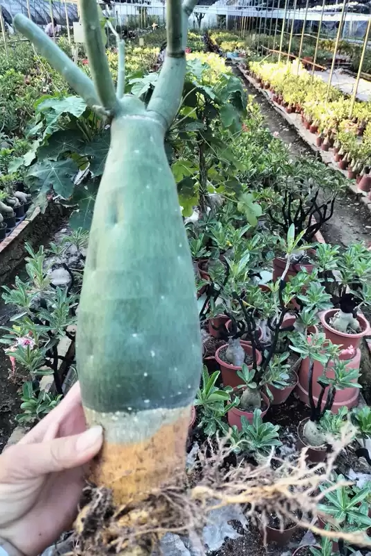 毒线蔓棒槌属爬藤植物大露台花园别墅新奇高级造景吉祥园