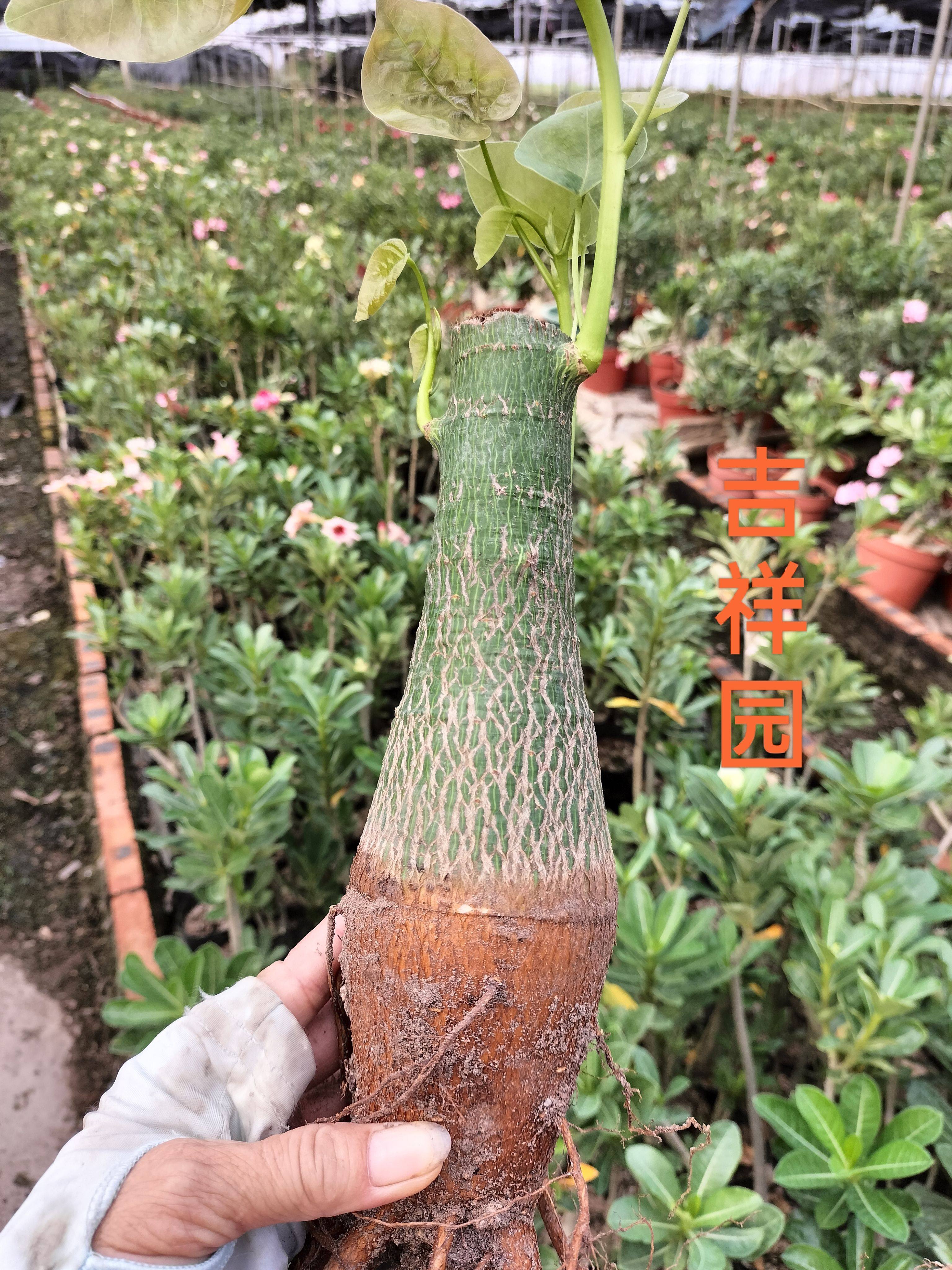 龟甲木棉块根新奇朝流基地直销阳台办公室厅盆载绿植吉祥园