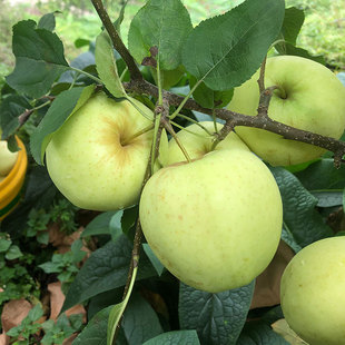 5斤新鮮水果茂縣農家果園小金脆甜酸爽薄皮丑理縣孕婦汶川青蘋果