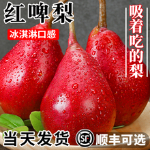 红啤梨当季新鲜水果红皮梨子彩虹香软糯梨太婆红宝石酥甜梨整箱