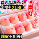 整箱礼盒白凤官方店网红 正宗阳山水蜜桃5斤无锡桃子水果新鲜当季