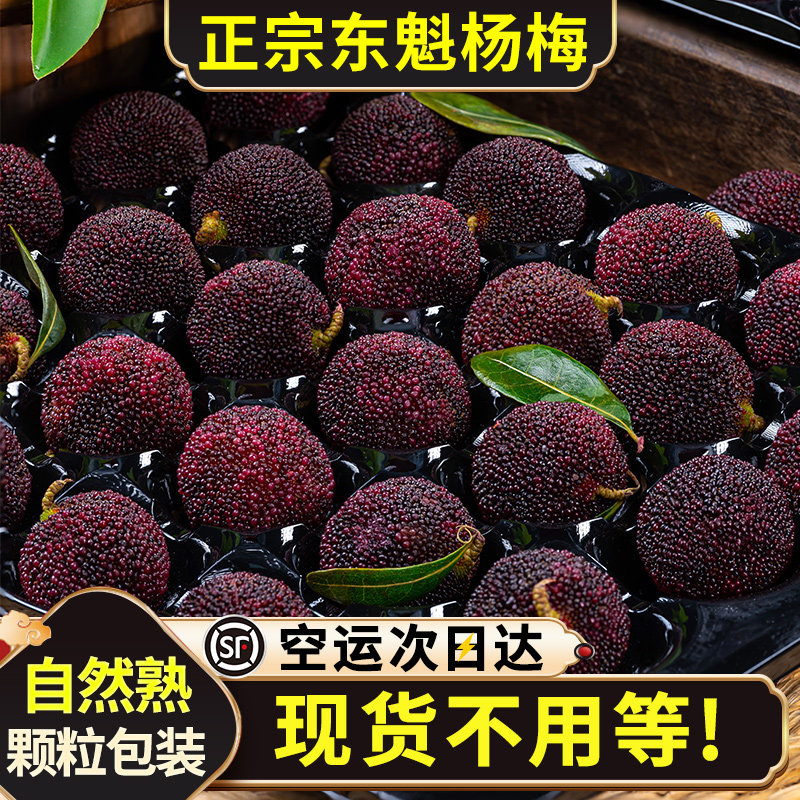 现货东魁杨梅鲜果现摘应当季新鲜水果云南杨梅顺丰空运包邮