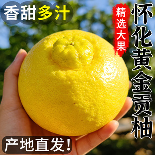 正宗黄金贡柚湖南怀化新鲜应季水果纯甜田象山青沙春香桔柚子大果