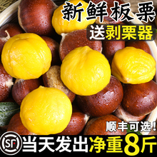 2025新鲜丹东生板栗当季板栗生新鲜栗子新下树5嫩油野栗大板栗10