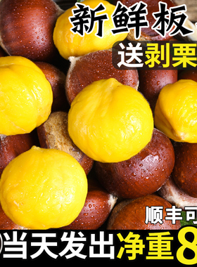 2025新鲜丹东生板栗当季板栗生新鲜栗子新下树5嫩油野栗大板栗10
