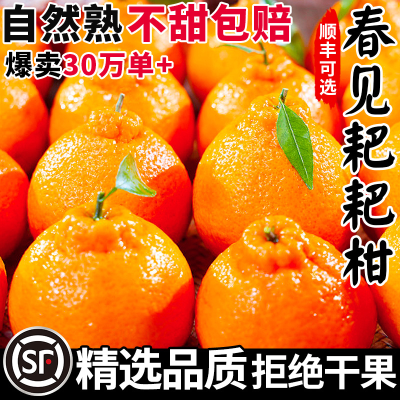 【爆卖30w+】正宗春见耙耙柑