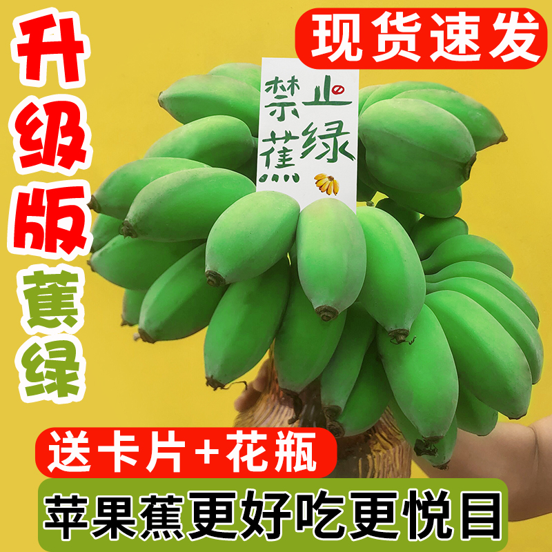 苹果蕉整串禁止蕉绿水培香蕉拒绝焦虑办公室芭蕉桌面静止焦绿升级