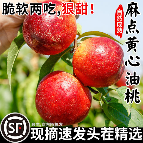 新鲜麻点黄心油桃5斤大果