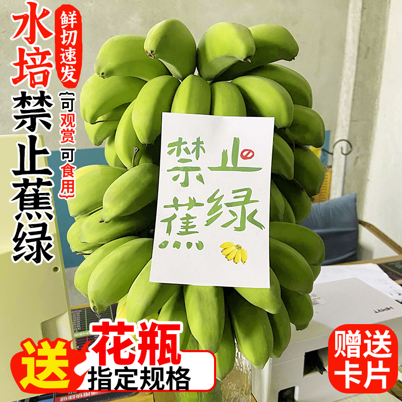 整串禁止蕉绿水培香蕉拒绝焦虑办公室芭蕉桌面静止焦绿小米蕉苹果
