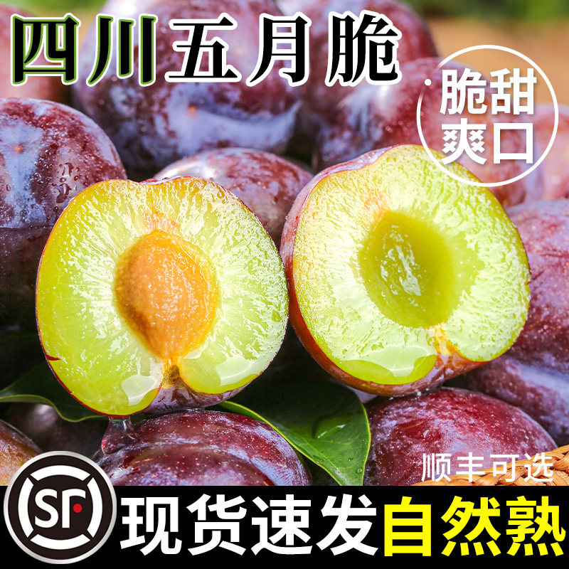 【产地直发】四川五月脆李特大果