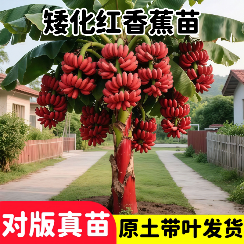 精品红美香蕉苗四季庭院盆栽耐寒水果种子/种苗