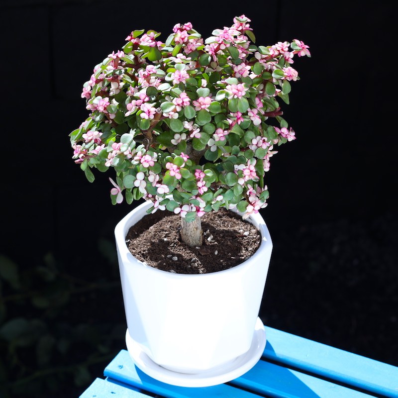 棒棒糖多肉金枝玉叶多肉植物马齿苋科多肉