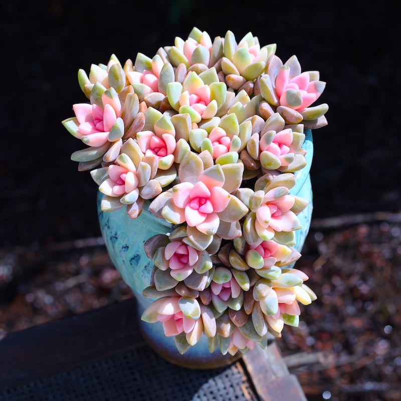 粉色紫雾多肉植物云南直发办公室内绿植花卉肉肉植物盆栽新款套餐