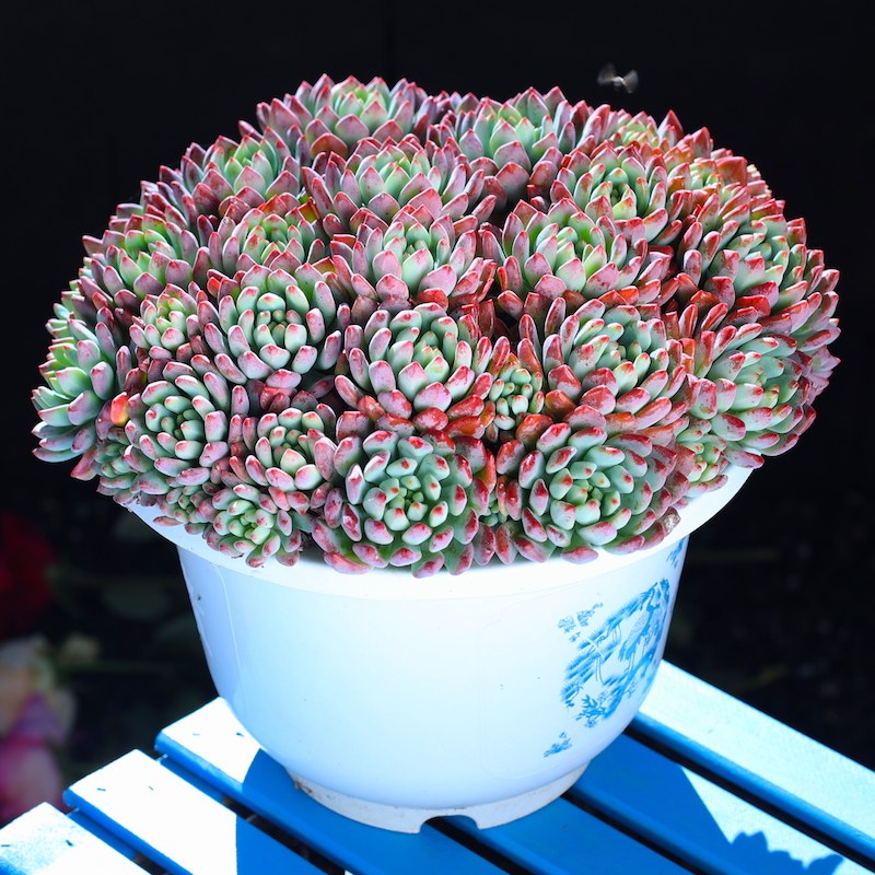 大号蓝苹果多肉植物号云南
