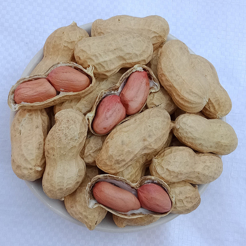 25年花生种籽子种植山东优质高产带壳发芽早熟粉皮饱满大花生新货