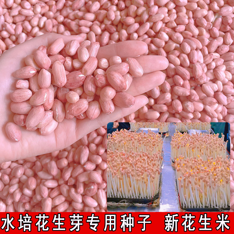 24年花生芽种子山东大花生米花育9616水培带壳生新农家自种可食用