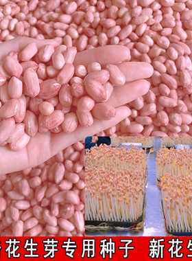 25年花生芽种子山东大花生米花育9616水培带壳生新农家自种可食用