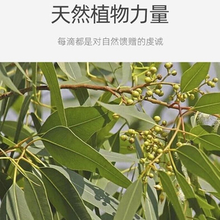 泰国进口柠檬桉精油单方按摩100天然孕婴植物室内户外香薰驱蚊