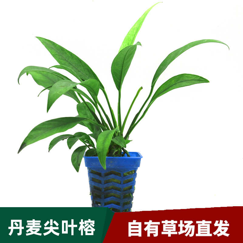 草场直供鱼缸水族活体丹麦榕 造景装饰观赏水草水榕类