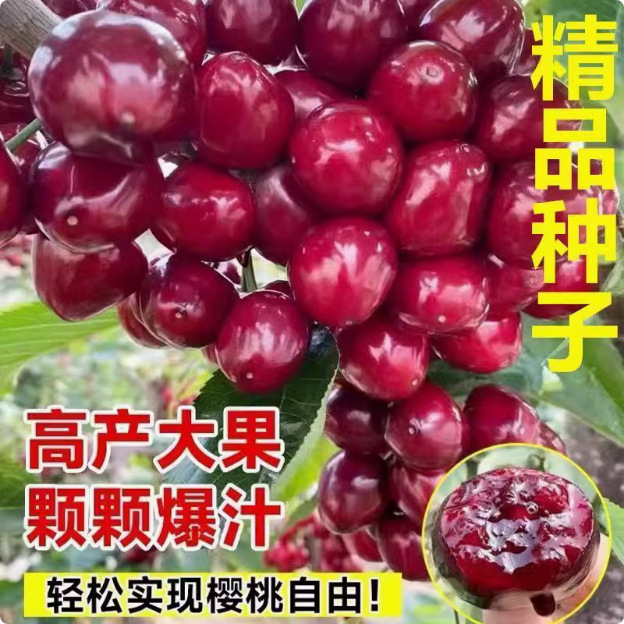 优质樱桃山樱桃果树毛樱桃车厘子大樱桃种