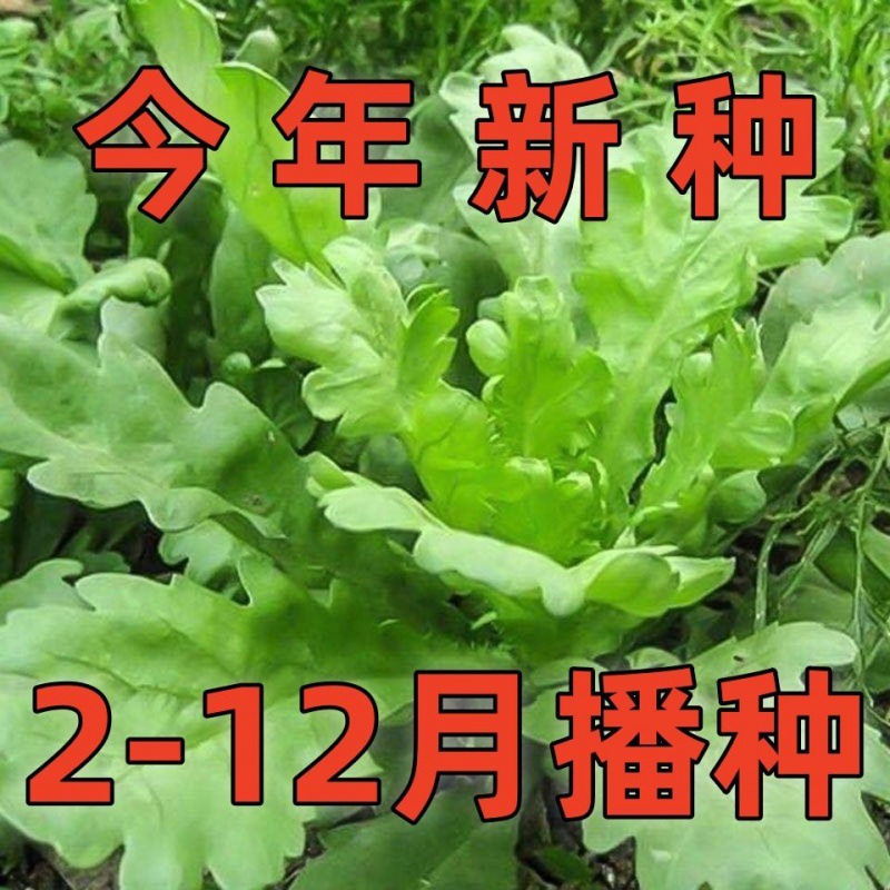 (今年新种)大叶茼蒿圆叶茼蒿可早熟蔬菜