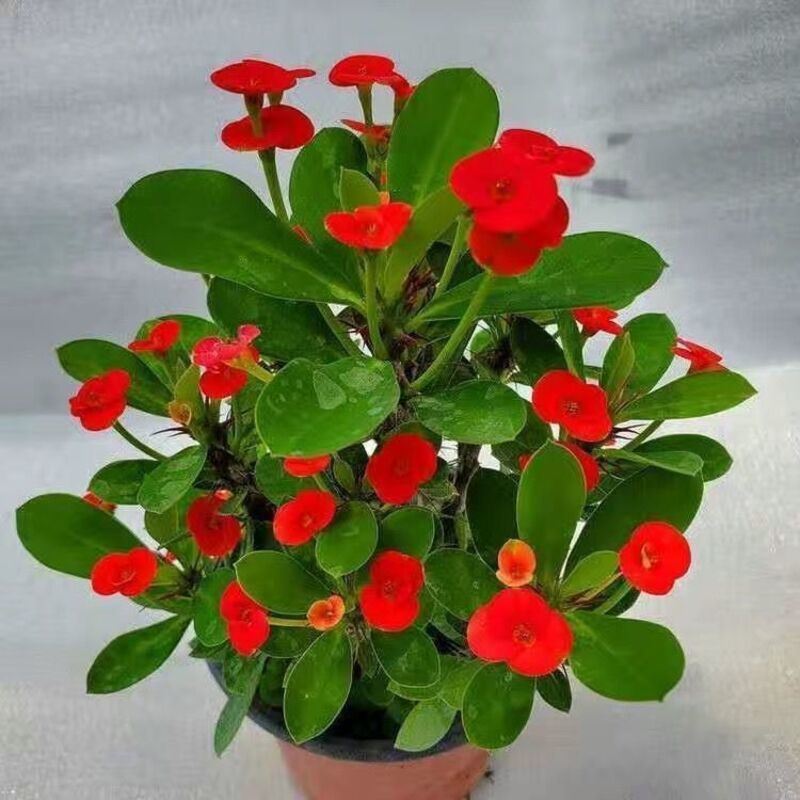 漂亮带多花虎刺梅阳台室内客厅绿植好养速卖通