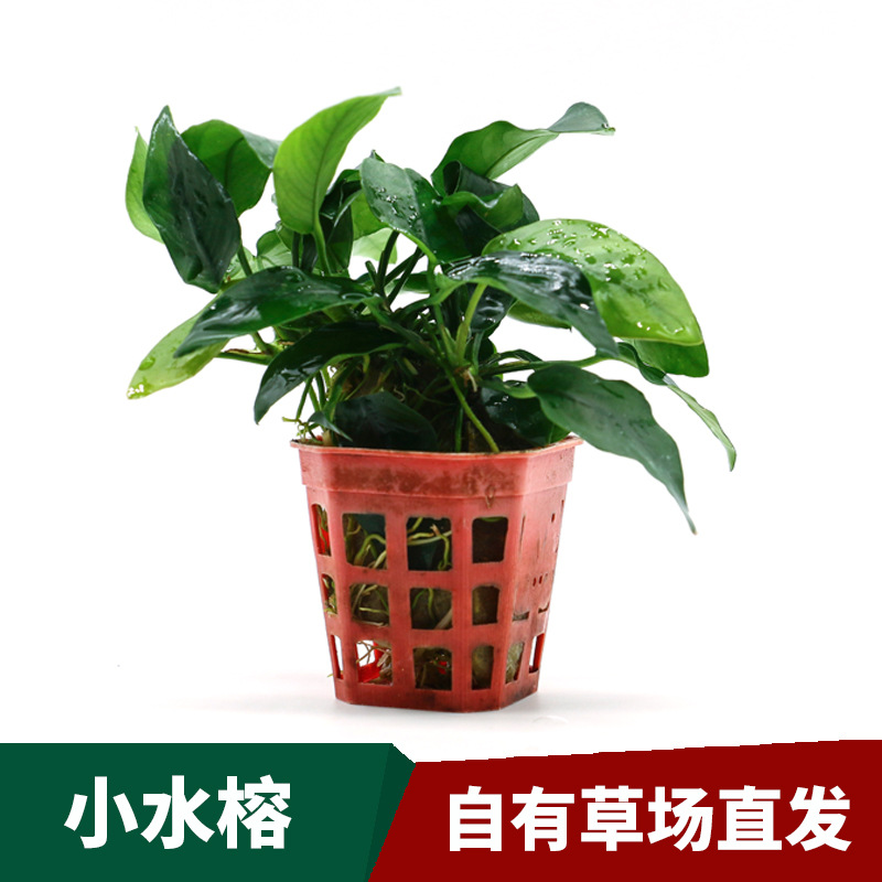 草场直供鱼缸造景水草活体小水榕 装饰懒人新手易养活水榕类