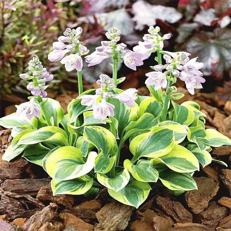 玉簪花苗庭院绿化苗绿植花叶玉簪青叶金边当年