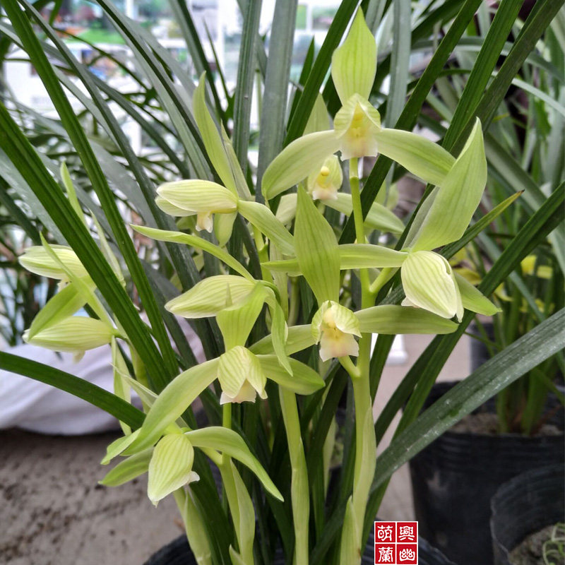 【萌兴兰幽合作社】银杆素四川春剑兰花苗兰草花绿植盆栽花卉盆栽