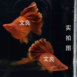 高鳍菊花帆红剑球鱼高帆红箭球鱼苗胎生鱼孕母临产小型热带观赏鱼