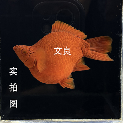 红剑球鱼菊花帆红剑球鱼红剑鱼
