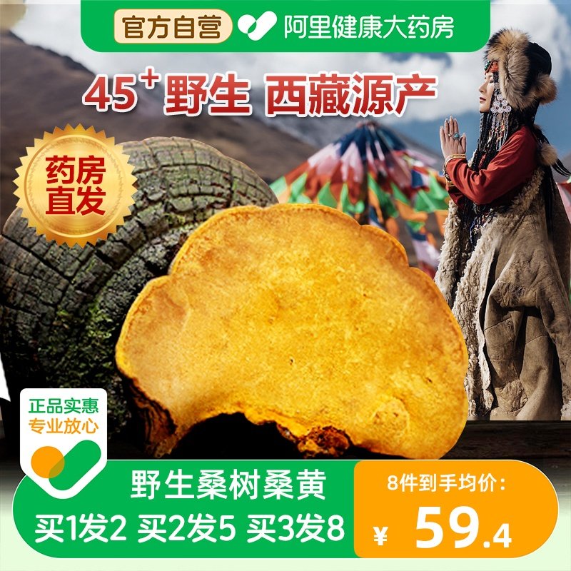 45+年桑树桑黄野生西藏黄粉茶泡水官方旗舰店桑黄茶中药材正品