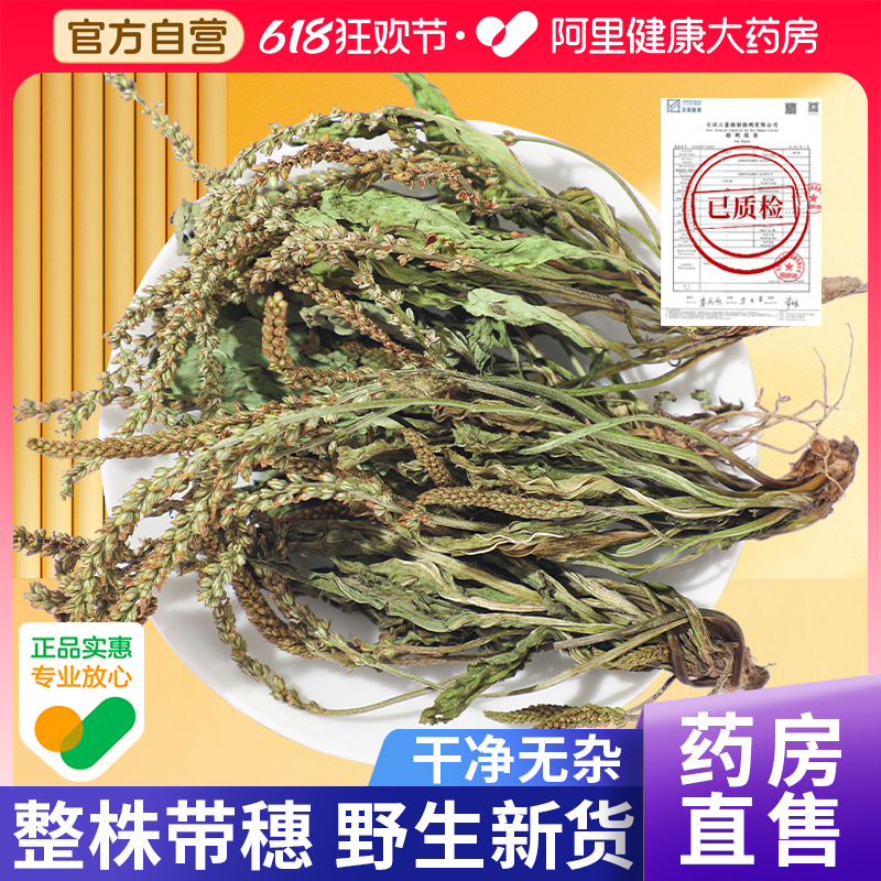 野生车前草中草药材袋泡茶新鲜泡水喝的功效与作用非种籽搭猫爪草