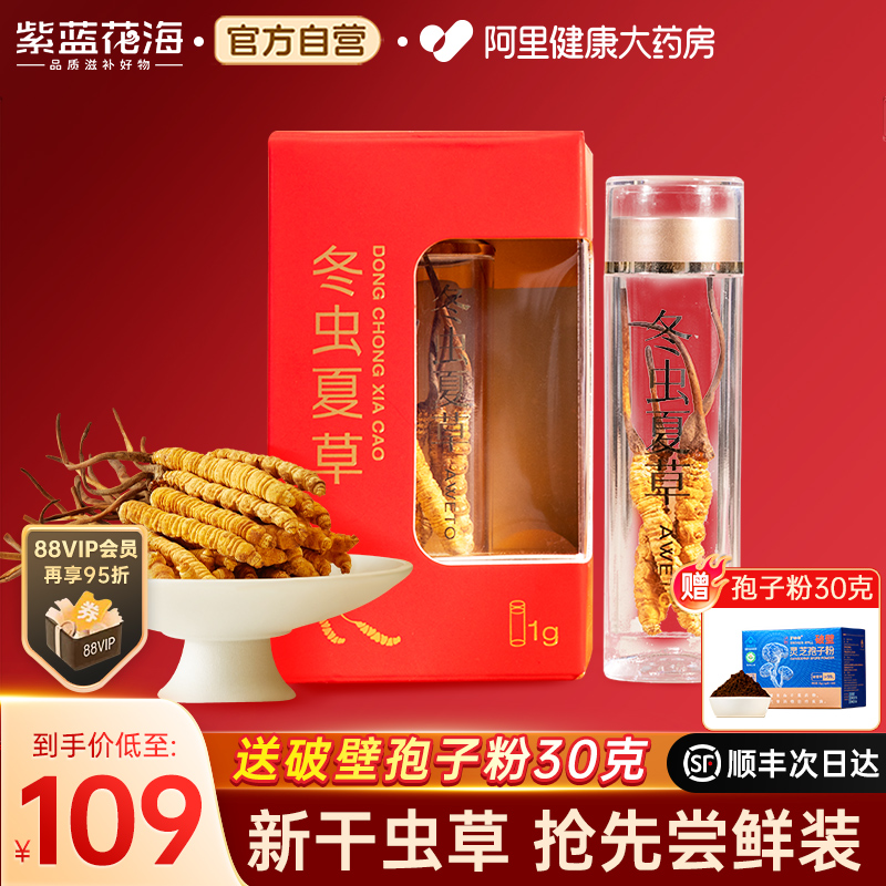 紫蓝花海头茬冬虫夏草3-4根/g1克装虫草正品新干草礼盒自食佳品