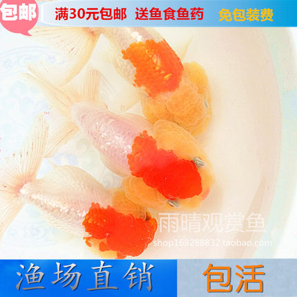 金鱼精品鼠头珍珠活体观赏鱼 冷水淡水小型鱼风水鱼 水族宠物包邮