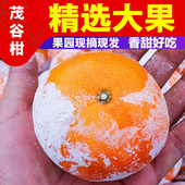 包邮 茂谷柑大果广西武鸣新鲜当季 水果脏脏柑砂糖橘子9斤新鲜
